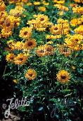 Heliopsis helianthoides 'Summer Sun'